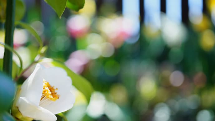 ●我が家の４月の花（7）　白い椿　シャクナゲ　赤い雪割草　キジムシロ　黄色い口紅スイセン