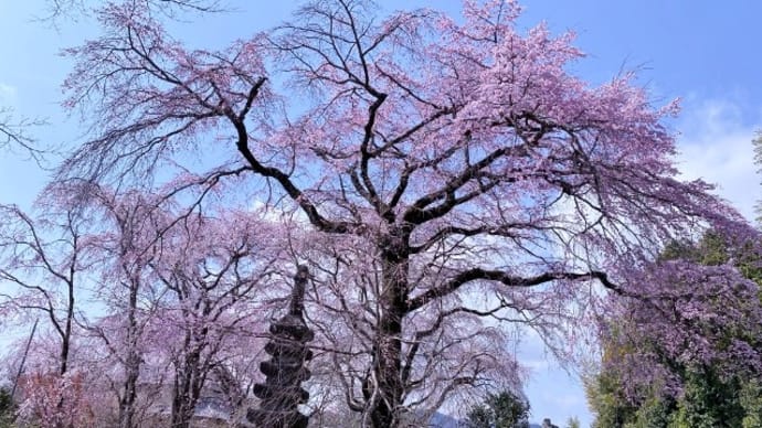 京都の桜（佐野藤右衛門邸の庭と広沢池）
