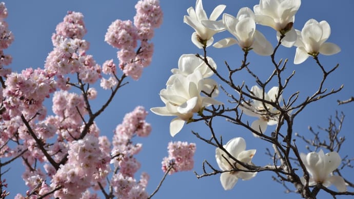 春めき桜狩り 神奈川県南足柄市狩川沿い 第21回春木径・幸せ道桜まつり(2)春めき桜とハクモクレン