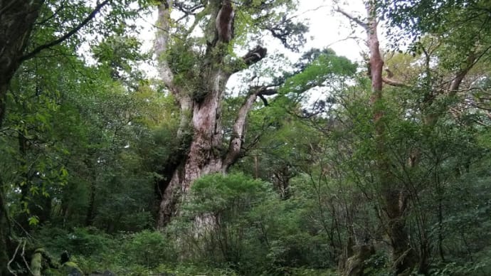 屋久島の宮之浦岳へ前日