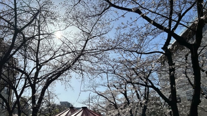  あまり桜を楽しめなかった関西紀行（2024年3月～4月）（Day-3-9）（15）（完）