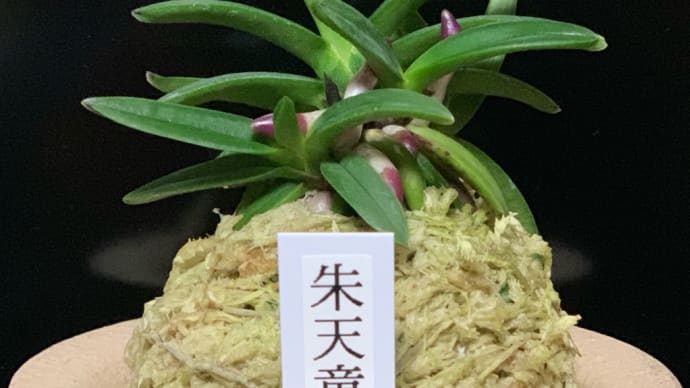 朱天童子