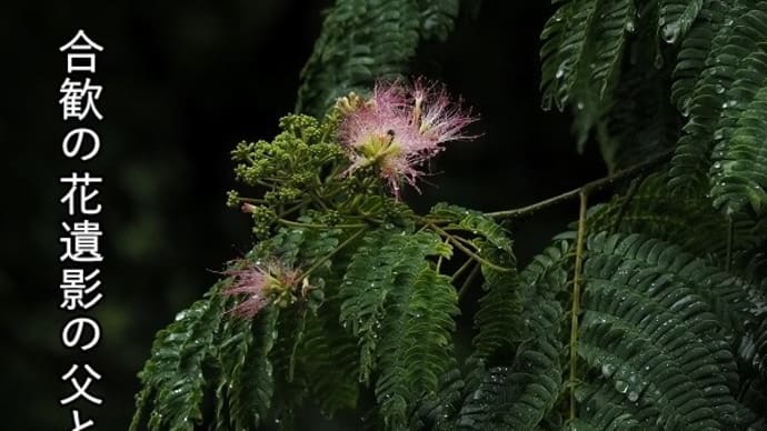 合歓の花