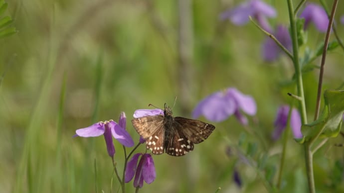 セセリちゃん4種類🦋