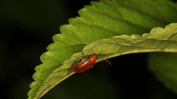 アップさぼって撮り溜まった虫たち-5