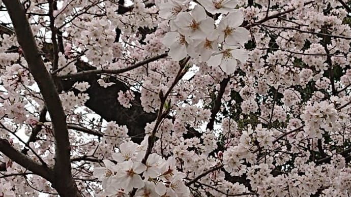 ブログ220327 上野公園でお花見
