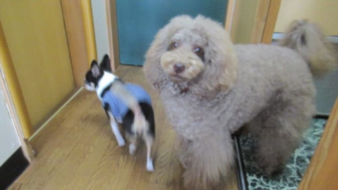 21/10/08 犬の幼稚園BuddyDog