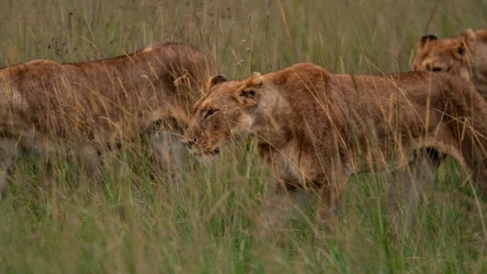 ライオン／ケニア・マサイマラ国立保護区
