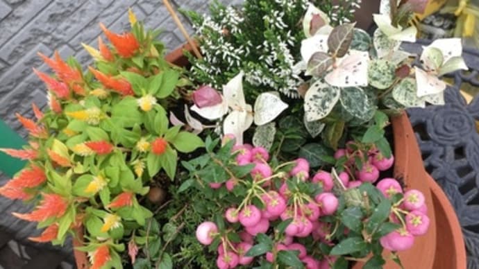 新月に乗っかって 植え替え