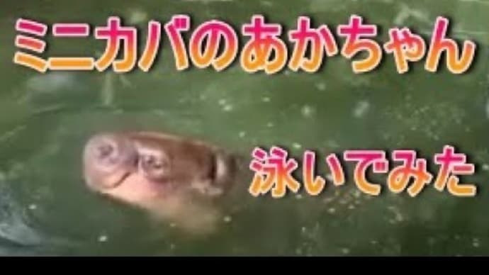 ぷかぷかスイミング ミニカバのあかちゃん zoo 動物園