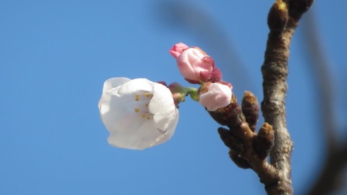 ご近所桜、チラホラと・・・
