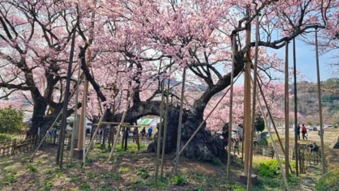 "その桜"に会いたくて…