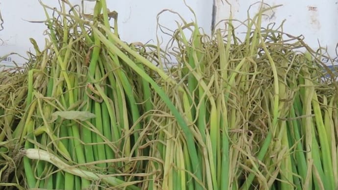 タマネギの植え付け