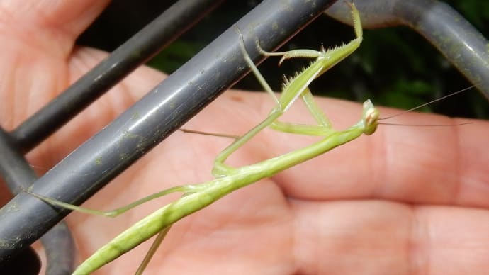 カマキリ類幼虫・脱け殻20190622