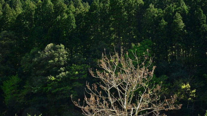 日本の原風景　根尾２