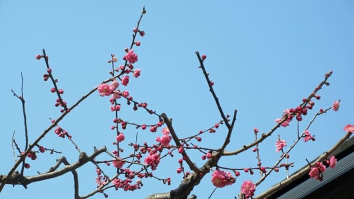 ☆遅咲きの梅の花 震災の倒壊ビルは片付くも、待たれる原因究明