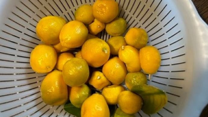 キンカンの甘露煮を炊きました