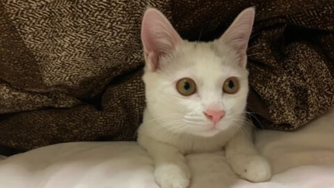 バ二嬢、初めてのお散歩