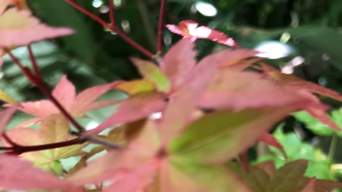 接種の公費助成広がる 帯状疱疹ワクチン