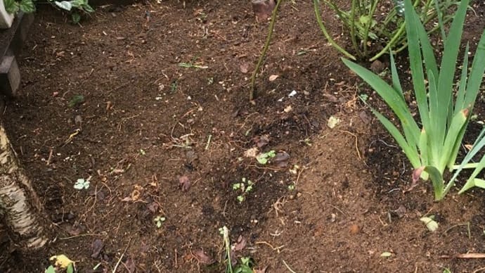 庭の草花~モナルダと山野草~