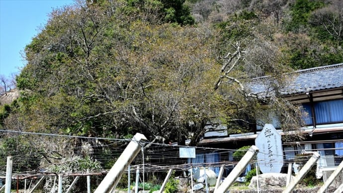 城下(みやのした)の四季桜
