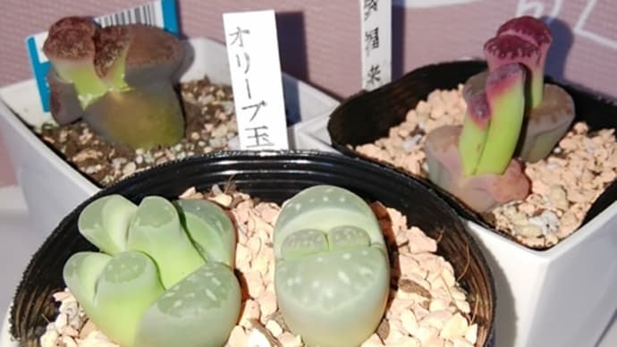 リトープス3種 脱皮が進んでます 20220528