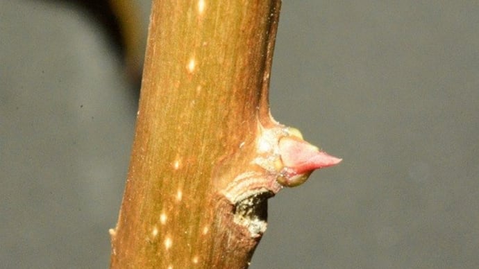 サガリバナ(サワフジ)の芽吹き