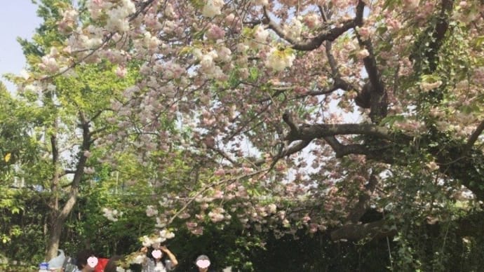 桜の花見と赤ちゃん