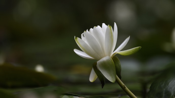 昌禅寺・・・(長野市上松) ☆スイレンと青もみじと 7月3日