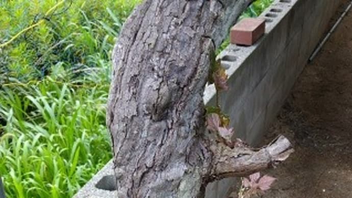 いろいろな障害が起こってます。