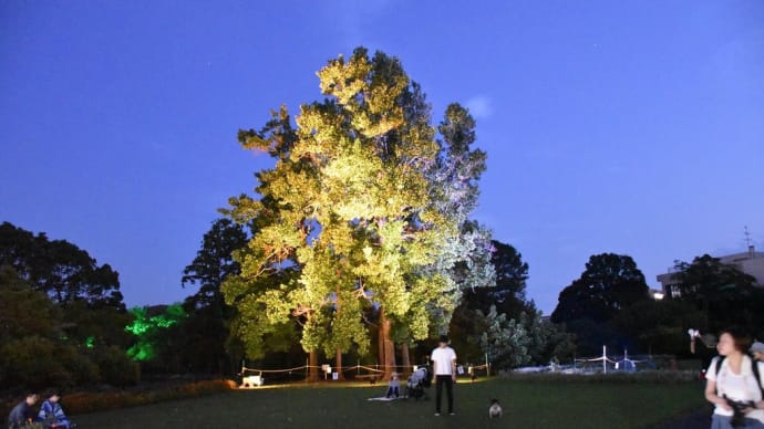 さぁ、夜の植物園へ 神奈川県鎌倉市 日比谷花壇大船フラワーセンター(6)ライトアップ