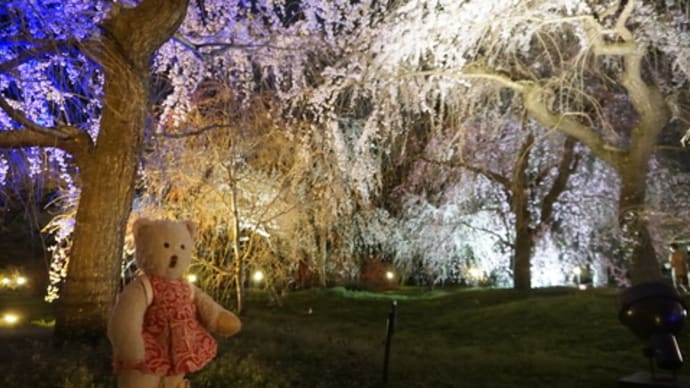 ミモロの京都桜巡り2023。別世界にいるいたい!「京都府立植物園」の桜のライトアップ