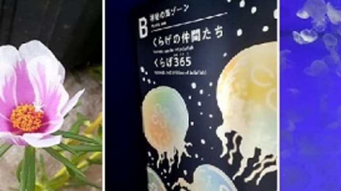 自生の白い朝顔に遊びに来た娘たちとアクアワールド大洗に行ってきたとです(^^)v