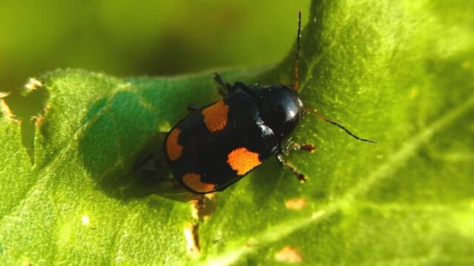 ヨツモンクロツツハムシ Cryptocephalus nobilis :新ハムシリーズ第23弾