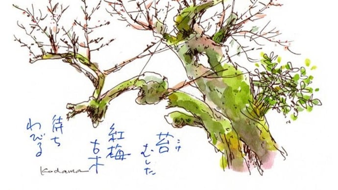 苔むして 紅梅古木 待ちわびる