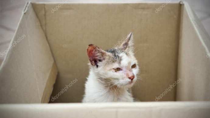 間違いだらけの地域猫活動1