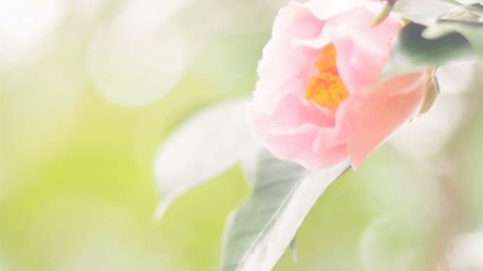 耐冬花６