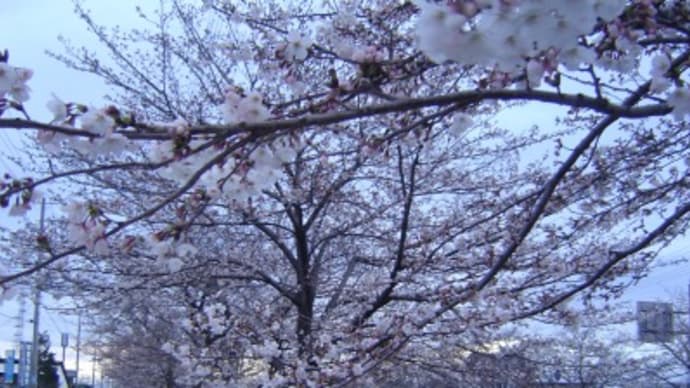 高砂市内の桜