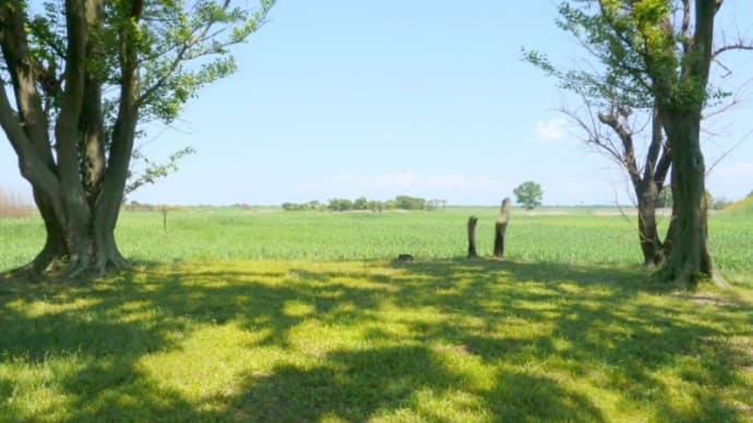 5月の渡良瀬遊水地・・・不毛の大地に・・・オオヨシキリが叫んでいる