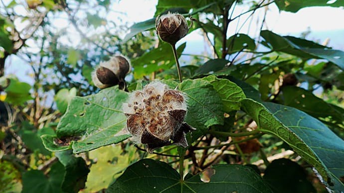 サキシマフヨウの種子は風散布