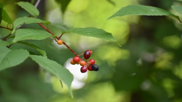 森の中の植物と生き物