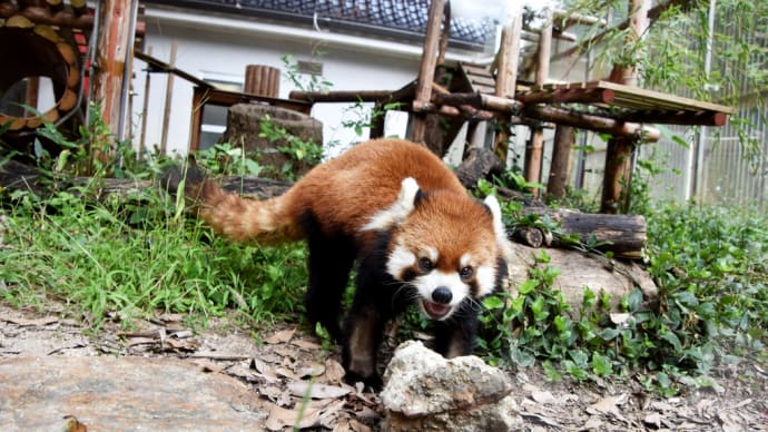 動物園で人気のレッサーパンダ