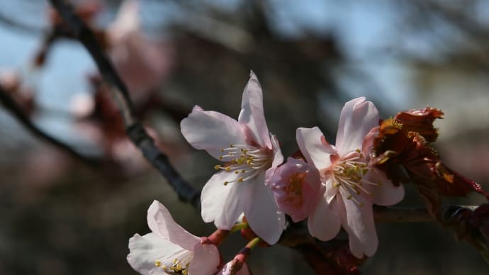 北海道の桜1-3