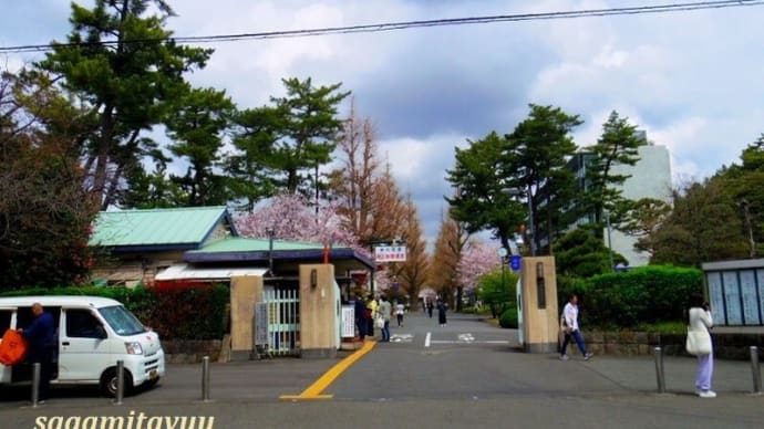 相模女子大学の「百年桜」が満開となる!!