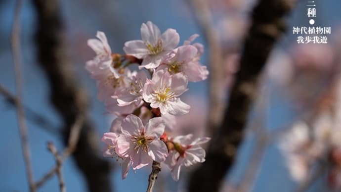 寒・桜・三・種・・・。