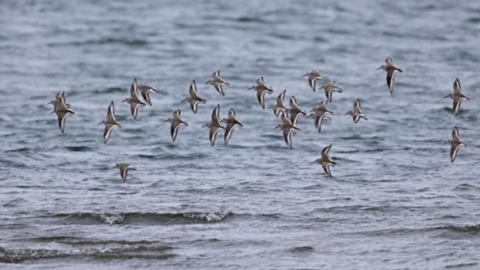 え? この鳥もここで越冬?