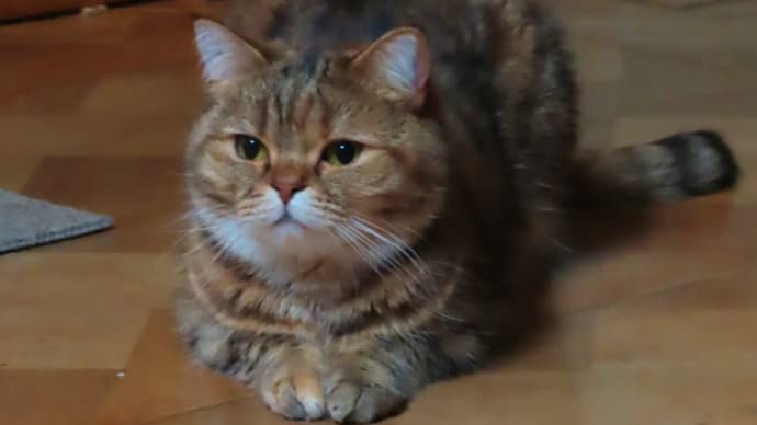 話しかけると目で反応するの💝