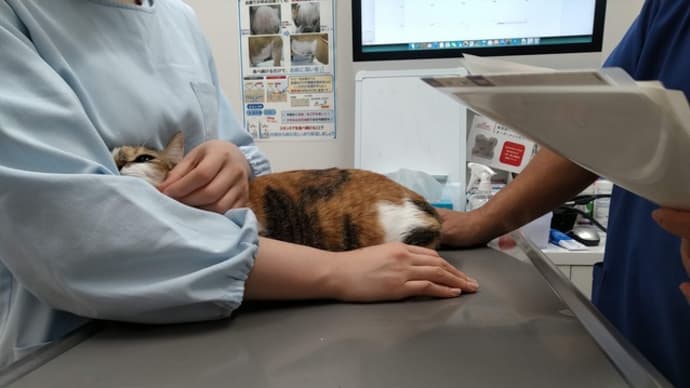 つぶあん、アレルギーで通院開始