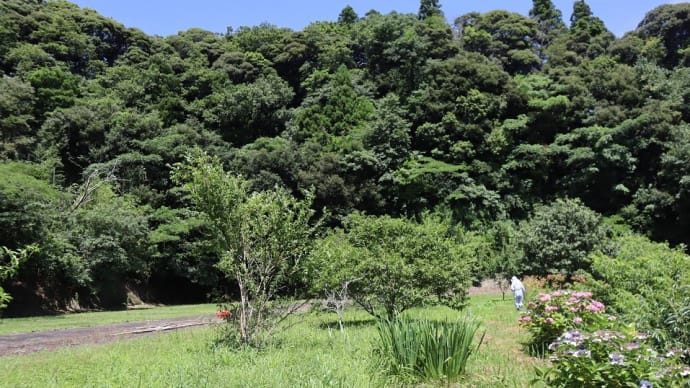 我が家の果樹園、猛暑に負けて草刈り断念。