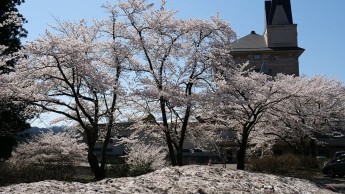 雪と桜(もどき)